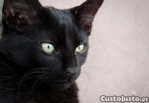 Gatinhos desmamados