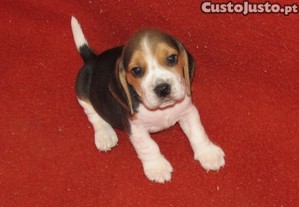 Beagle Tricolor de qualidade, LOP/Pedigree/Afixo.