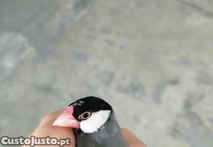 Vrias aves exticas