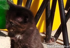 imagem_2