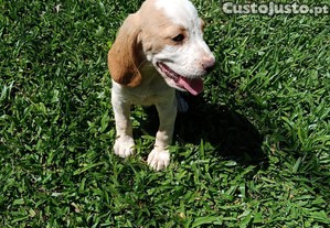 imagem_7