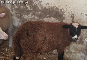 Borrego Merino preto com Inra 401