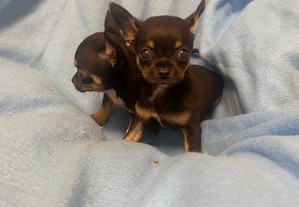 Chihuahua miniatura