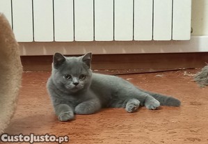 Gata British Shorthair Blue