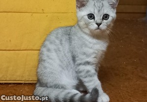 Gato British Shorthair