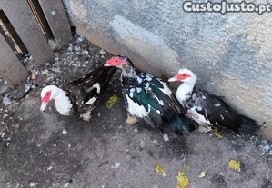 imagem_1