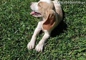 imagem_2