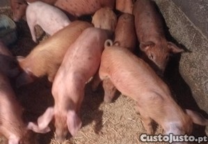 Leites Pietran com duroc