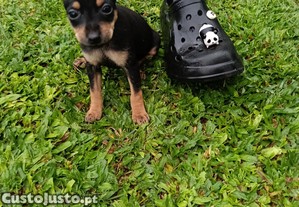 imagem_2