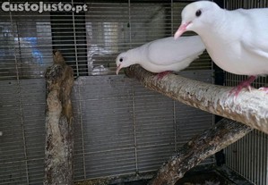 imagem_3