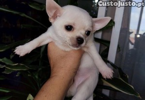 Chihuahua beb� 2 meses vacinado desparasitado pai  1.5kg m�e 1.7kg