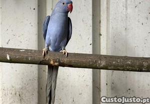 imagem_3
