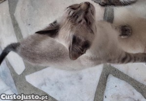 Gato para adoo responsvel - Leiria