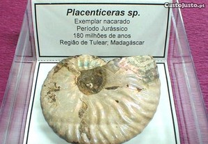 Amonite Placenticeras nacarado fóssil 8x8cm-cx