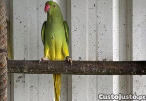 imagem_1