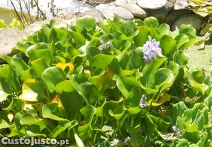 Planta aquatica flutuante lagos lagoas charcas filtros - com flor