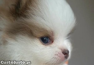 imagem_5