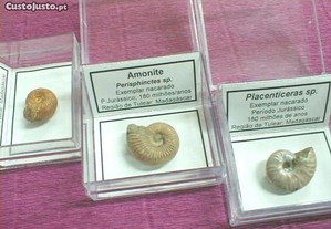 Amonite Placenticeras nacarado fóssil 4,5x4,5cm-cx