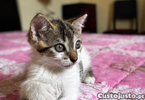 imagem_4