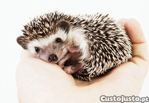 Ouri�os Pigmeu Africanos