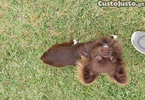 imagem_1