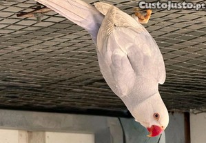 imagem_2