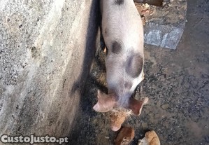 imagem_1