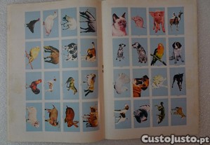 imagem_5