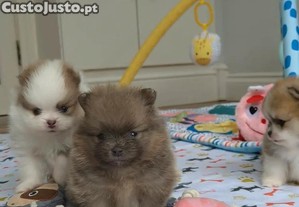 imagem_1