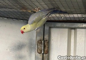 imagem_1