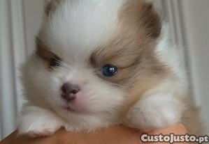 imagem_3