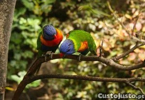 Casal Loris Molucanos.