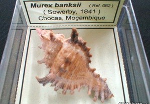 Búzio-Murex banksii caixa 6x6cm