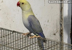 imagem_3