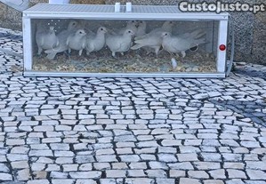 Pombos brancos para eventos