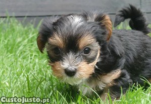 imagem_3