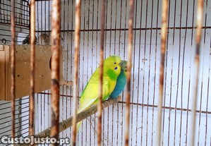 Tenho estes dois machos periquitos