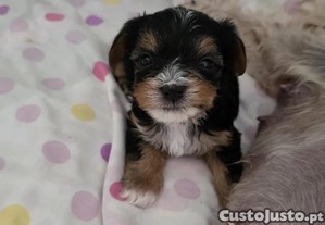 imagem_6