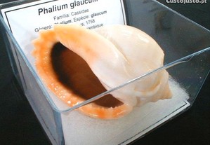 Búzio-Phalium glaucum caixa 11x11cm