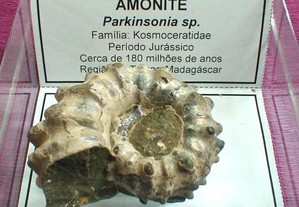 Amonite Parkinsonia nacarado fóssil 3x8x8cm-cx