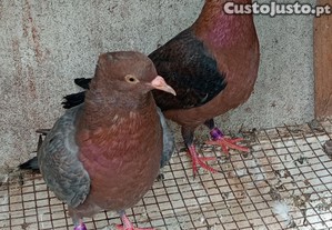 imagem_2