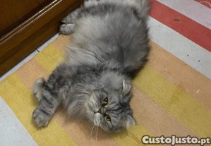 imagem_6