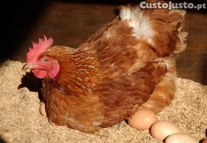 Galinhas vermelhas poedeiras