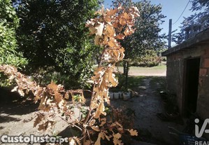 imagem_10