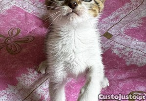 imagem_2