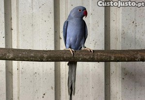 imagem_1