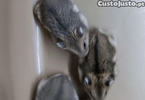 imagem_2