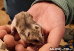 Doa-se hamster filhotes