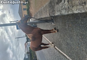 imagem_1