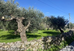 Terreno Agrícola em São Brás de Alportel